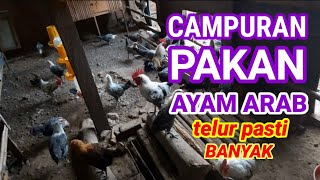 Download lagu Campuran Pakan Ayam Arab Petelur. Bertelur pasti LANCAR  #indomor #pakanayam mp3