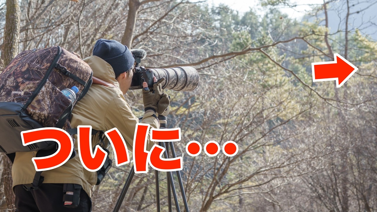 α7R V購入して初探鳥！ヒレンジャク、見れても見れなくても帰ります。