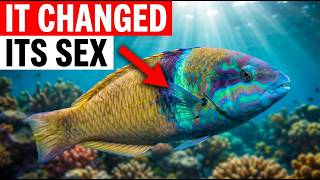 Watch This Female Fish Transform Into a Male