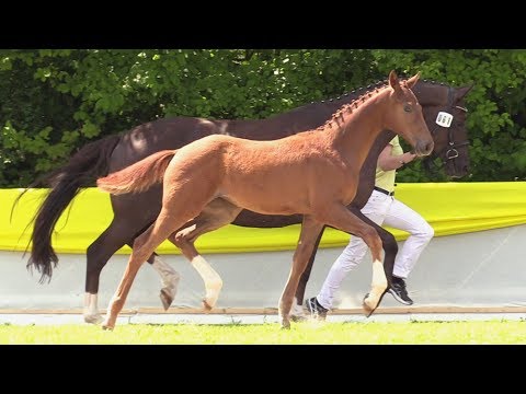 61 SF von  Vivaldi - Dancier