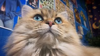 もふもふヒーリング動画🐱