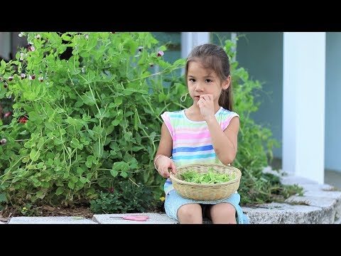 Harvest snow peas, delicious snow pea and sliced beef  stir-frying