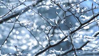 In the Bleak Midwinter