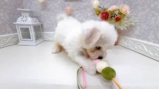 ビションフリーゼの動画01