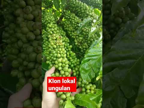 local lane #coffee #indonesiancoffee #robusta #clone #agriculture #plantations #skpkm #kopista