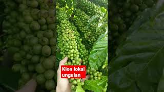 Download lagu lajuran lokal #kopi #kopiindonesia #robusta #klonandalan #pertanian #perkebunan #skpkm#kopista mp3