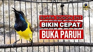 Download lagu Suara sogon gacor memanggil musuh | pancingan sogon cepat gacor buka paruhhh mp3 Download lagu Suara sogon gacor memanggil musuh | pancingan sogon cepat gacor buka paruhhh mp3