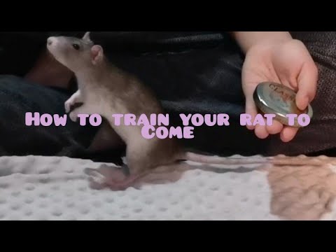 How To Train Your Rat To Come When Called