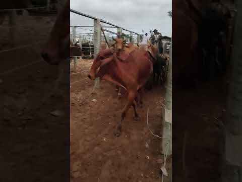 FEIRA DO GADO EM CIPÓ BA