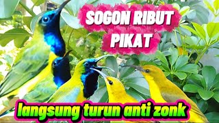Download lagu suara burung sogon ribut pikat || anti zonk langsung poin mp3