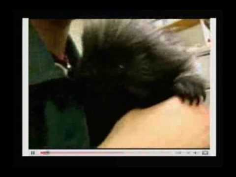 Chupacabra Caught on Tape!