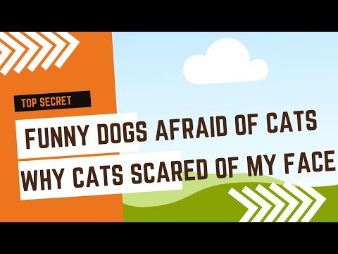Funny Dogs afraid Of Cats 🐶 Why Cats Scared Of My Face