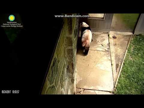 2017.05.24 #MEI IN ESTRUS# MOM WALKING AROUND AT HER YARD