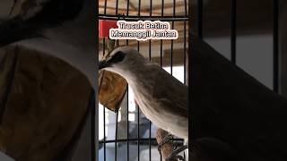 Download lagu Trucuk Betina Memanggil Jantan #pancingantrucukbetina #trucukan #trucukgacor #shorts #shortsvideo mp3 Download lagu Trucuk Betina Memanggil Jantan #pancingantrucukbetina #trucukan #trucukgacor #shorts #shortsvideo mp3