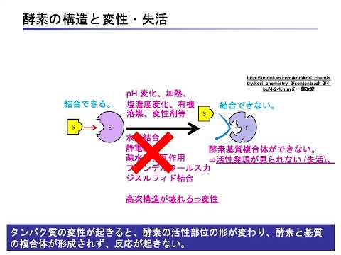 食における酵素の力【農芸化学コース】農林海洋科学部