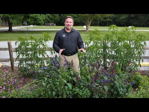Get It Growing: New tropical salvias have advanced roots, cool colors