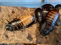 Madagascan Giant Hissing Cockroaches th