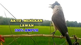 Download lagu Suara Burung Kutilang Gacor Asli 100% Ampuh Untuk Memanggil Burung Kutilang Liar Auto Mendekat mp3