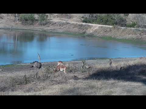 Djuma: Impalas and Wildebeests - 16:24 - 09/26/21