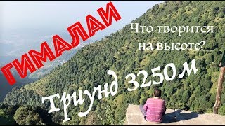 Горы Гималаи. Часть 4. Подьем на Триунд 3250м. Горные козлы. Прогулка в облаках.