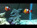 SA Fancy Snowflake clownfish 