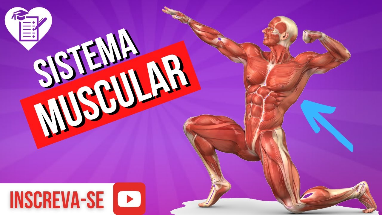 SISTEMA MUSCULAR:  Resumo com Tudo o que Você Precisa