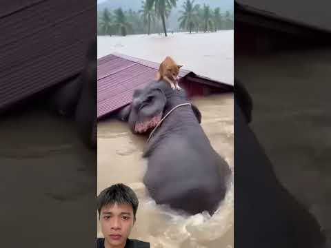 Amazing! Elephant Rescues Dog from Flood 🐘🐕 #animalrescue #elephant #dog #heartwarming #shorts