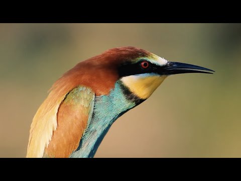 Flume – Go (Official Music Video)