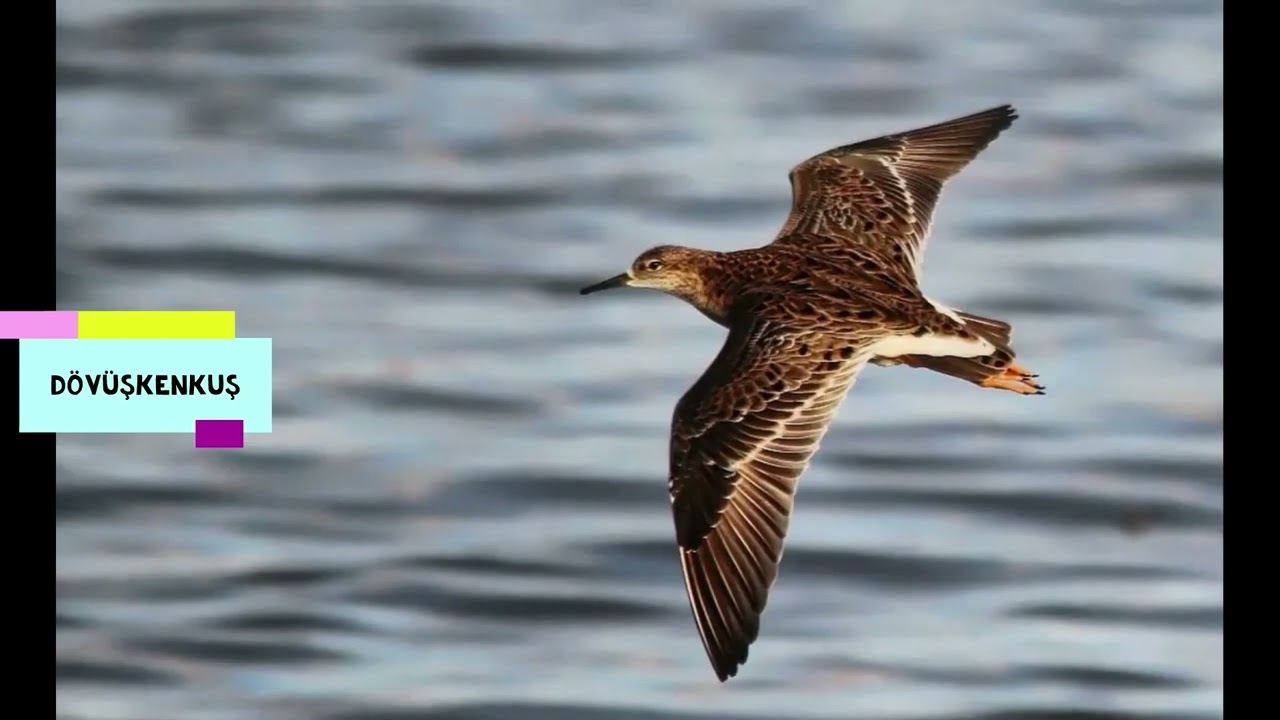 ILGIN GÖL İÇERSİNDE BULUNAN KUŞ TÜRLERİ thumbnail