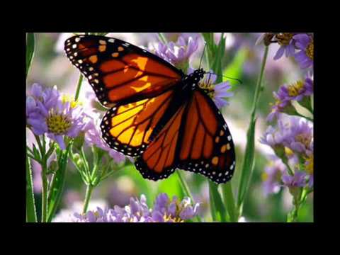 download lagu mp3 mp4 The Life That I Have, download lagu The Life That I Have gratis, unduh video klip The Life That I Have