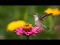 Wonderful bird Calibre
