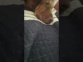 Lazy Day With My 12 Week Old Bloodhound Puppy Hank Bloodhound Hankthetank