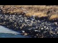 Ring Billed Gulls Wild Bird Company Bird Walk 02 04 17