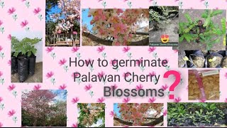 How to germinate Palawan Cherry Blossoms? #CherryBlossoms #localCherryTree #FloweringTrees