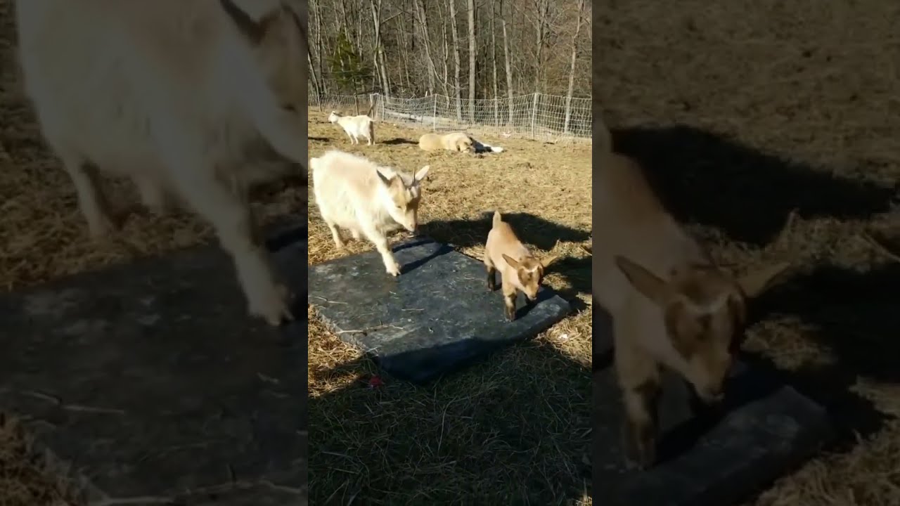 Meet the Goats