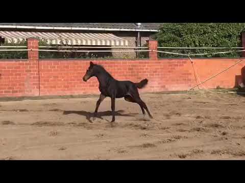 2018.10.01 Cornet Obolensky x Landor S x Contender x Grannus