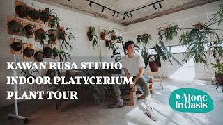 Kawan Rusa Platycerium Plant Tour | Basic Care tips for growing Indoor Platycerium (Staghorn Fern)