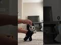 Bendy Dancing