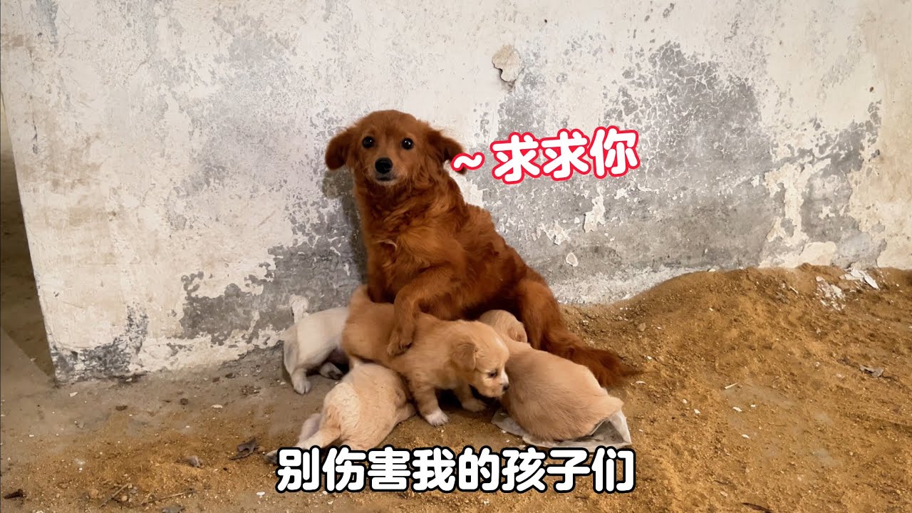 In order to support five little dogs, the dog mother relied on eating garbage to survive.