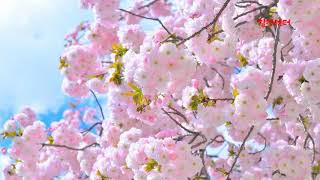 Download lagu 3 HOURS Best Relaxing Music 'Romantic Piano Background Music for Stress Relief, Therapy, Love 2 mp3
