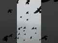 Flying birds #birds #flying #nature #wildlife #sounds #sky #calmingsounds