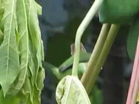 The Barbet n the Koel enjoying papaya