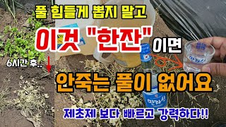 풀제거 식초와 이것 한잔이면 질기고 안죽는 풀 싹제거 농약말고 천연제초제로 쉽고 빠게 죽여요 #천연제초제