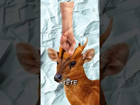 Pourquoi ce cerf a-t-il des trous sur la tête?
