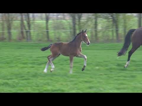 Total Hope x Grand Galaxy Win (NOT FOR SALE)