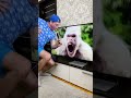 Gorilla Funny Moment Shorts