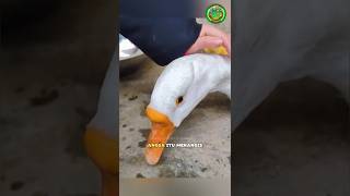 Download lagu Induk Angsa Ini Tak Berhenti Menangis Saat Anaknya Sakit 😭🦢 mp3 Download lagu Induk Angsa Ini Tak Berhenti Menangis Saat Anaknya Sakit 😭🦢 mp3