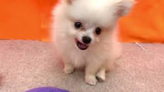 ハーフ犬の動画01