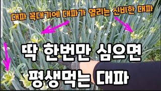 이거!종자 대파는 딱 한번만 심으면 평생 먹을수 있습니다! #삼동파 #삼동대파심는방법 #삼동파수확시기 #대파…