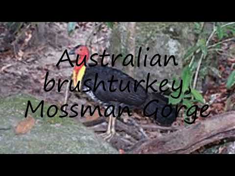 How to pronounce Australian brushturkey, Mossman Gorge in English?